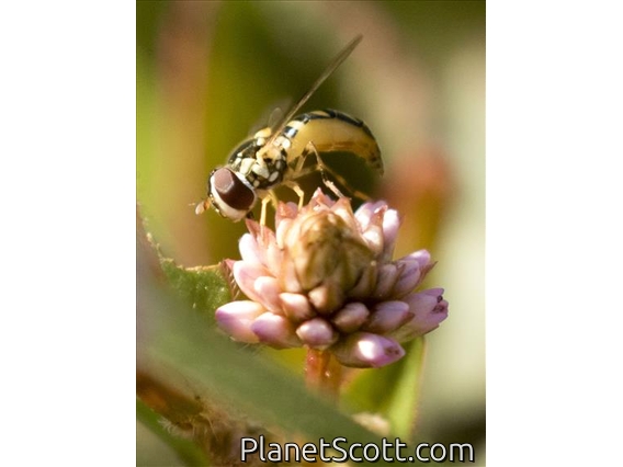 Oblique Stripetail Hoverfly (Allograpta obliqua)