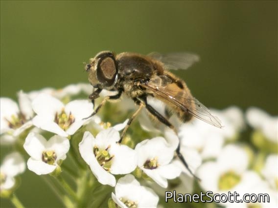 European Drone Fly (Eristalis arbustorum)