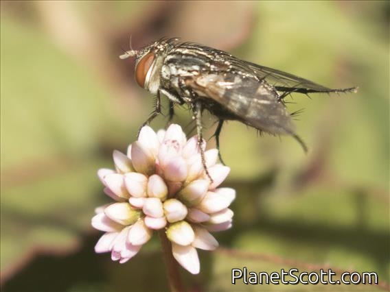 Blow Fly (blowfly ssp)