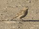 Chestnut-collared Longspur (Calcarius ornatus)