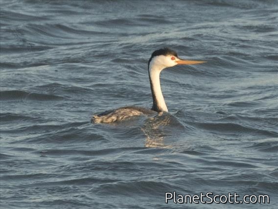 Clark's Grebe (Aechmophorus clarkii)