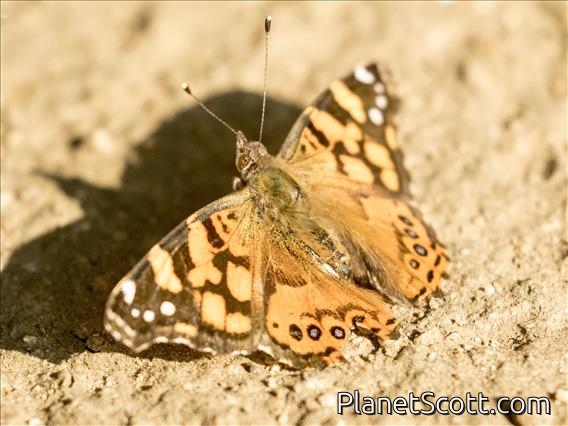 West Coast Lady (Vanessa annabella)