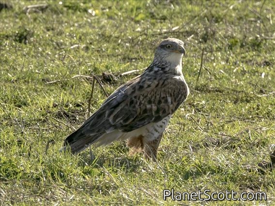 Ferruginous Hawk (Buteo regalis)