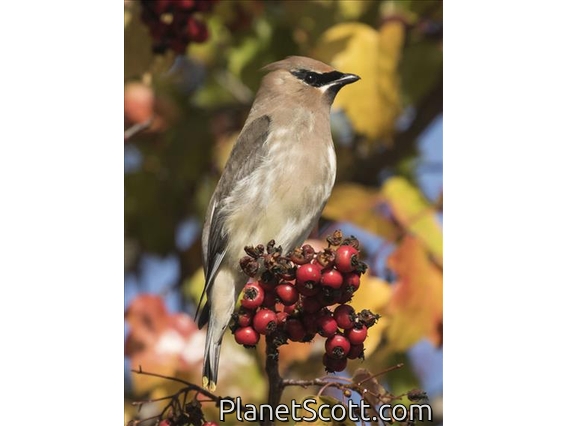 Cedar Waxwing (Bombycilla cedrorum)