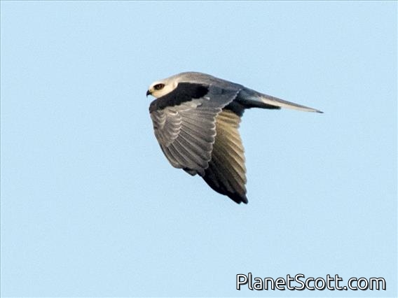 White-tailed Kite (Elanus leucurus)