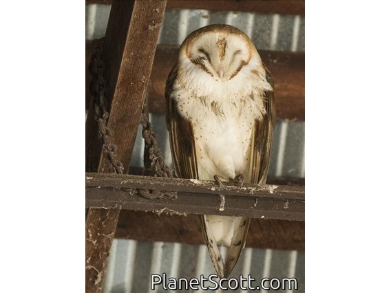 American Barn Owl (Tyto furcata)