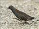 Black Rail (Laterallus jamaicensis)