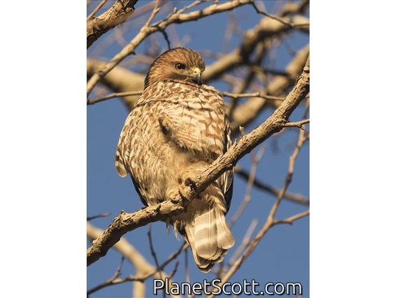 Red-shouldered Hawk (Buteo lineatus)