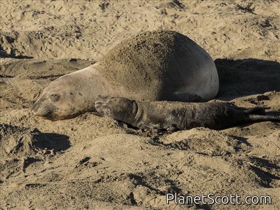 Northern Elephant Seal (Mirounga angustirostris)