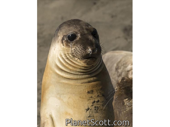 Northern Elephant Seal (Mirounga angustirostris) - Young Male