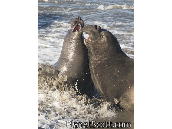 Northern Elephant Seal (Mirounga angustirostris)