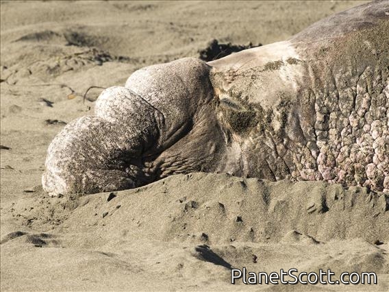 Northern Elephant Seal (Mirounga angustirostris)