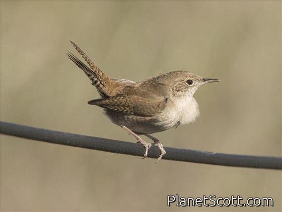 House Wren (Troglodytes aedon)