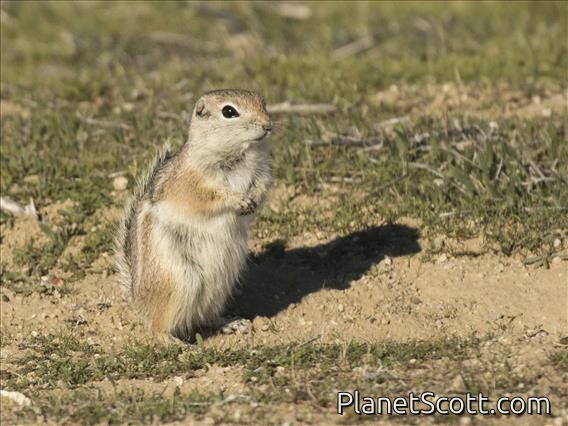 Nelson's Antelope Squirrel (Ammospermophilus nelsoni)
