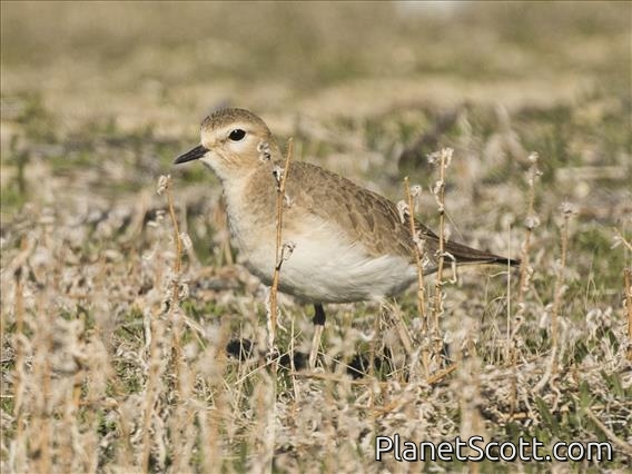 Mountain Plover (Charadrius montanus)