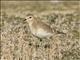 Mountain Plover (Charadrius montanus)