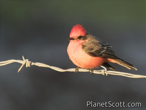 Vermilion Flycatcher (Pyrocephalus rubinus)
