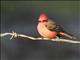 Vermilion Flycatcher (Pyrocephalus rubinus)