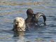 Sea Otter (Enhydra lutris)