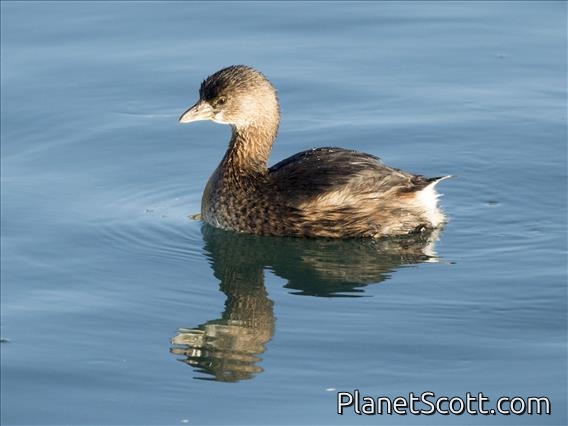 Pied-billed Grebe (Podilymbus podiceps)