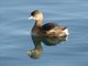 Pied-billed Grebe (Podilymbus podiceps)