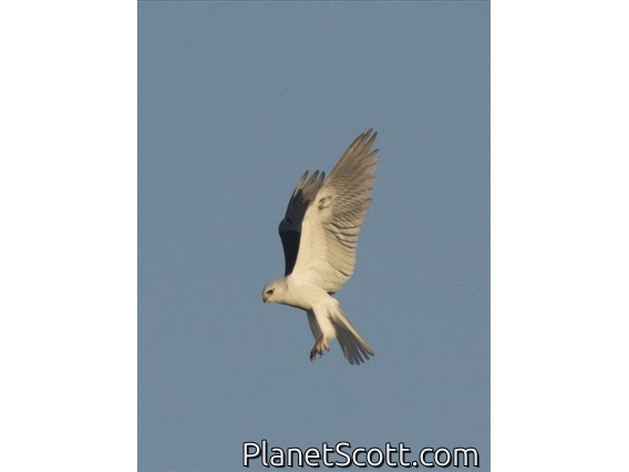 White-tailed Kite (Elanus leucurus)