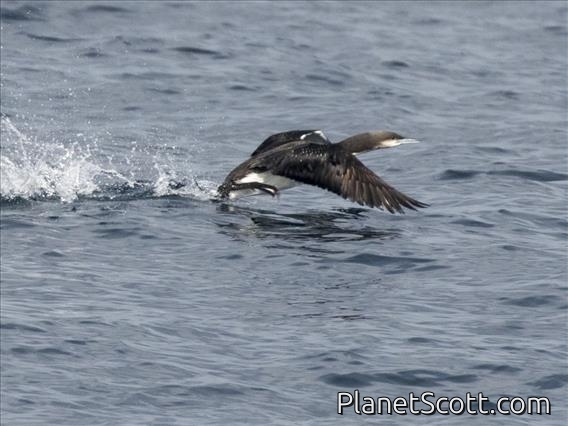 Pacific Loon (Gavia pacifica)