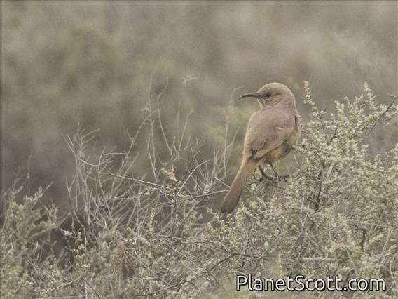 LeConte's Thrasher (Toxostoma lecontei)