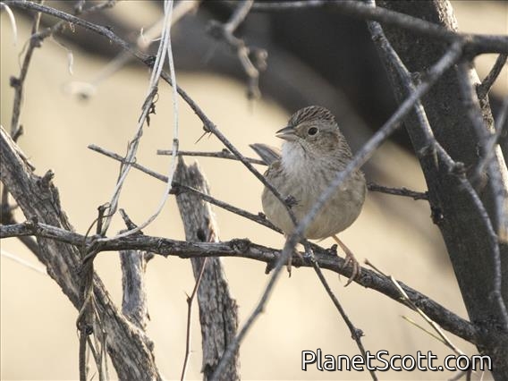 Cassin's Sparrow (Peucaea cassinii)