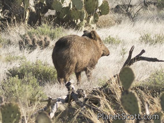 Collared Peccary (Pecari tajacu)