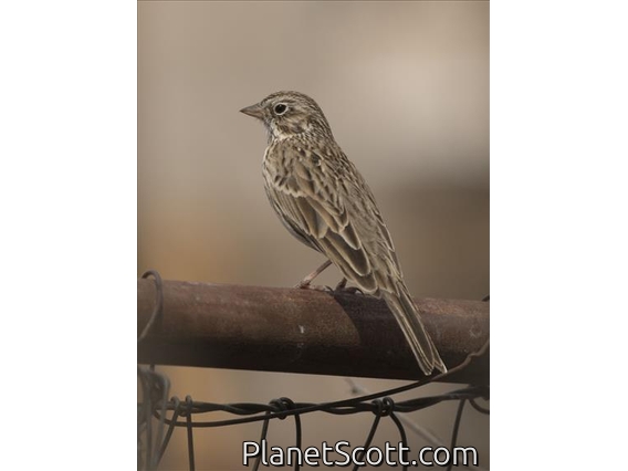 Vesper Sparrow (Pooecetes gramineus)