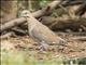 White-winged Dove (Zenaida asiatica)