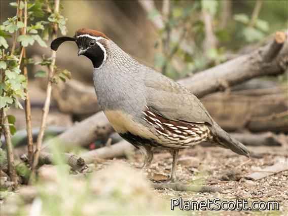 Gambel's Quail (Callipepla gambelii)