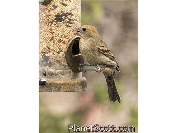 Blue Grosbeak (Passerina caerulea) - Female