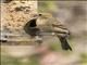 Blue Grosbeak (Passerina caerulea) - Female