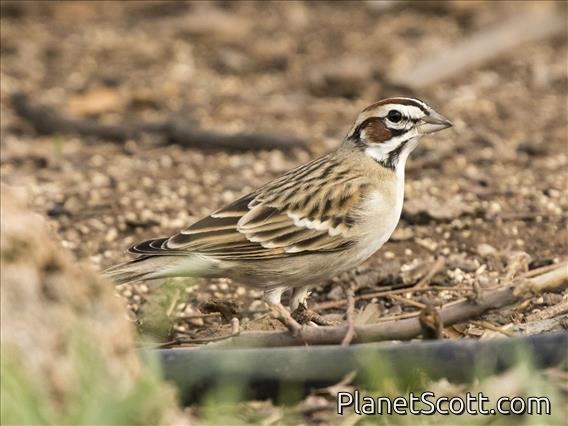 Lark Sparrow (Chondestes grammacus)