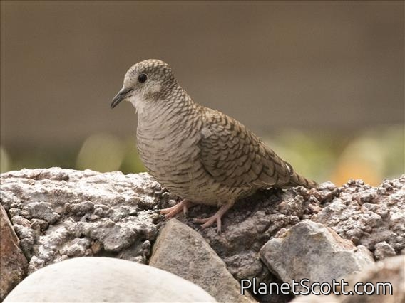 Inca Dove (Columbina inca)