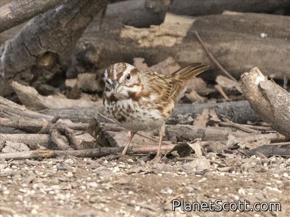 Song Sparrow (Melospiza melodia) - Southwest
