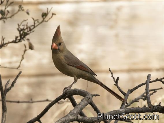 Northern Cardinal (Cardinalis cardinalis) - Female