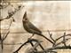 Northern Cardinal (Cardinalis cardinalis) - Female