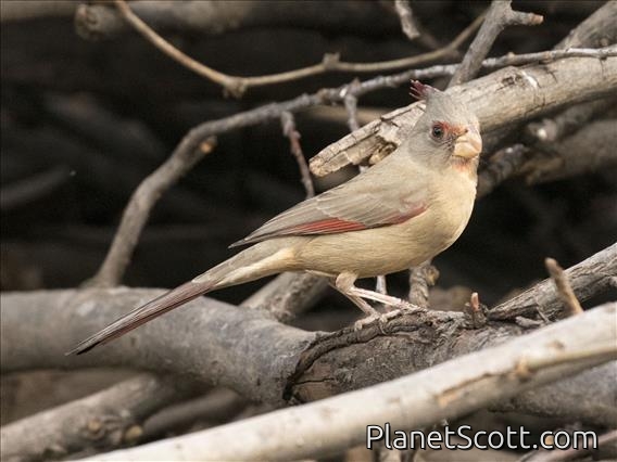 Pyrrhuloxia (Cardinalis sinuatus) - Female