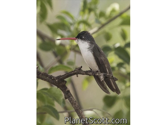 Violet-crowned Hummingbird (Amazilia violiceps)