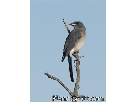 Mexican Jay (Aphelocoma wollweberi) - First Year