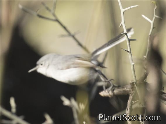 Black-capped Gnatcatcher (Polioptila nigriceps)