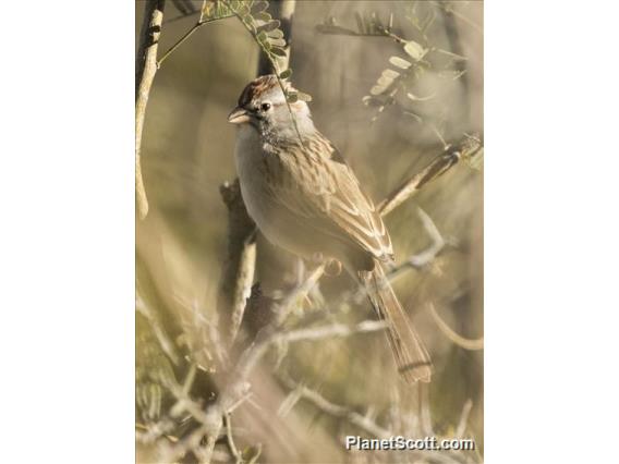 Rufous-winged Sparrow (Peucaea carpalis)