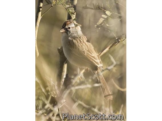 Rufous-winged Sparrow (Peucaea carpalis)