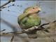 Rosy-faced Lovebird (Agapornis roseicollis)