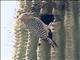 Gila Woodpecker (Melanerpes uropygialis)