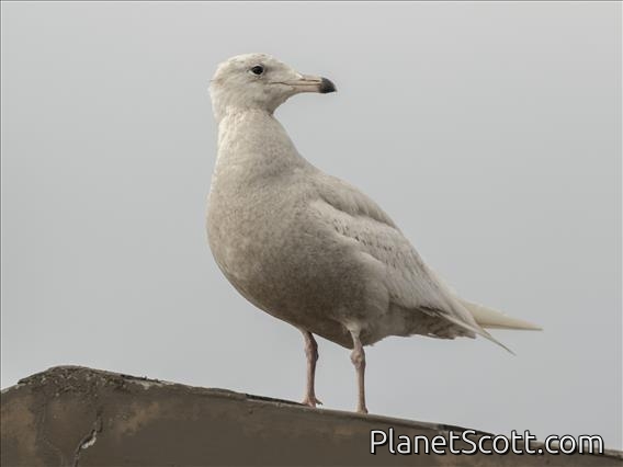 Glaucous Gull (Larus hyperboreus) First Winter