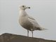 Glaucous Gull (Larus hyperboreus) First Winter